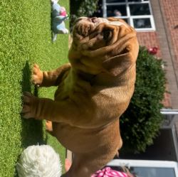 Outstanding English bulldog puppies