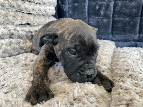 Bullmastiff Puppies For Sale