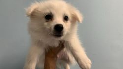 American Eskimo Puppy For Sale