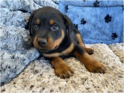 Rottweiler Puppies For Sale In NY