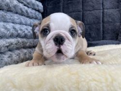 Bulldog Puppies for Sale