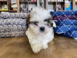 Shih Tzu Puppies For Sale