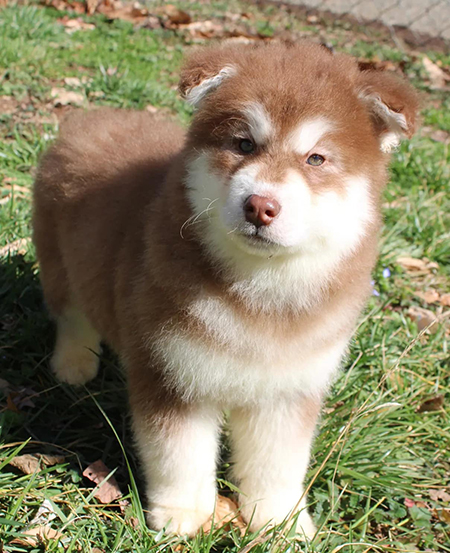 Husky Puppies near me