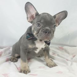 AKC Cute French bulldog