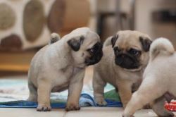 Purebred Handsome Little Pug Puppies Ready Noiw