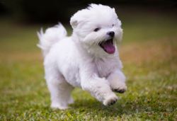 Maltese Puppies