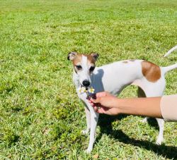 Greyhound Puppies For Sale