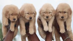 Golden Retriever Puppies for Sale