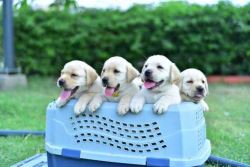 Labrador Retriever Puppies For Sale