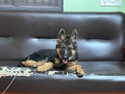 German Shepherd Puppies For Sale