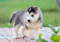 Siberian Husky Puppies For Sale