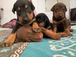 Doberman Puppies For Sale