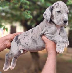 Great Dane Puppies for Sale