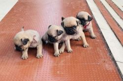 Pug Puppies For Sale