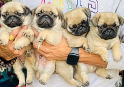 Pug Puppies For Sale