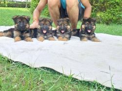 German Shepherd Puppies for Sale