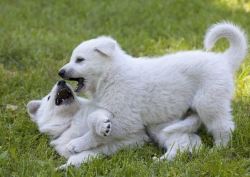 German Shepherd Puppies for Sale