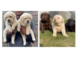Labrador Retriever Puppies for Sale