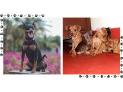 Miniature Pinscher Puppies For Sale