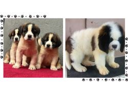 Saint Bernard Puppies For Sale