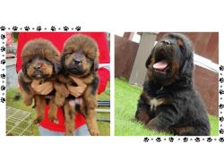 Tibetan Mastiff Puppies For Sale