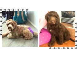 Labradoodle Puppies For Sale