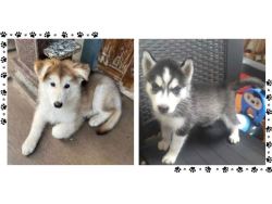 Siberian Husky Puppies For Sale