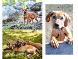 Rhodesian Ridgeback Puppies For Sale In Vadodara