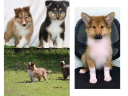 Rough Collie Puppies For Sale