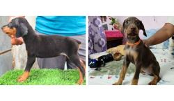 Doberman Pinscher Puppies For Sale