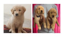 Golden Retriever Puppies For Sale