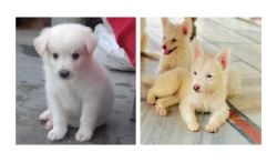 Pomeranian Puppies For Sale