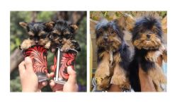 Yorkshire Terrier Puppies For Sale