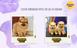 Culture Pomeranian Puppies For Sale In Ludhiana