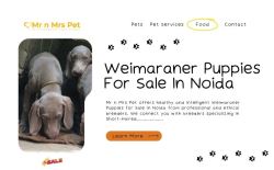 Weimaraner Puppies For Sale