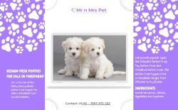 Bichon Frise Puppies For Sale