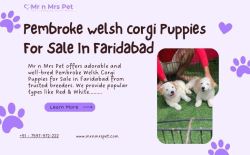 Pembroke Welsh Corgi Puppies For Sale
