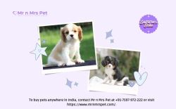 Cavalier King Charles Spaniel Puppies For Sale