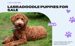 Labradoodle Puppies For Sale