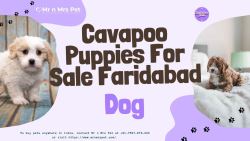 Cavapoo Puppies For Sale