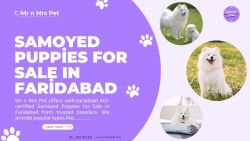 Samoyed Puppies For Sale