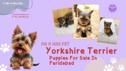 Yorkshire Terrier Puppies For Sale