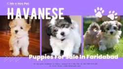 Havanese Puppies For Sale