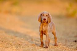 Weimaraner Puppies For Sale