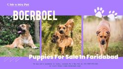 Boerboel Puppies For Sale