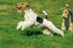 Fox terrier wire Puppies For Sale