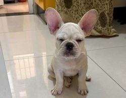 French Bulldog Puppies For Sale