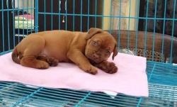 French Mastiff Puppies For Sale