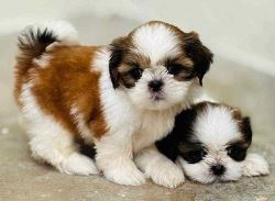 Shih Tzu Puppies For Sale In Faridabad