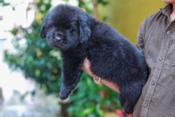 Newfoundland Puppies For Sale